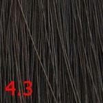 4.3  Каштан золотистый